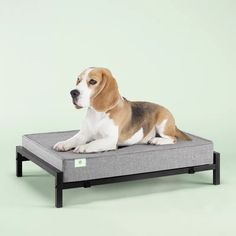 a beagle dog sitting on top of a bed with the cover pulled down to it's side