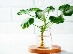 a plant is in a glass vase with water