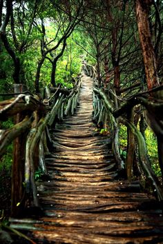 a wooden path in the middle of some trees