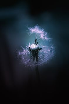 a dandelion in the dark with blue light