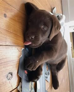 a brown dog laying on top of a wooden floor next to a wall with its tongue hanging out