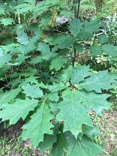 a large leafy plant in the middle of some grass and trees with lots of leaves on it