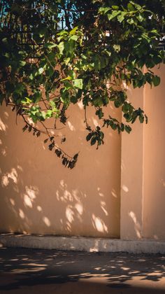 the shadow of a tree is cast on a white wall and there are leaves hanging from it