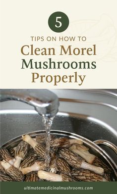 the top five tips on how to clean more mushroom's properly in this kitchen