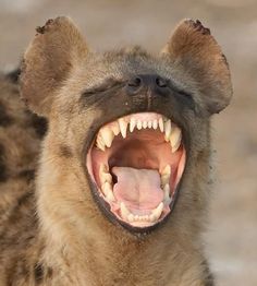 a hyena with its mouth open and it's teeth wide open, showing the