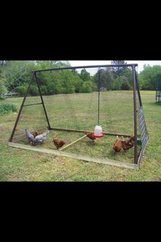 several pictures of chickens in a chicken coop