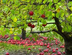 an apple tree filled with lots of red apples next to a field of green grass