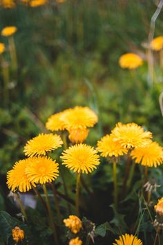 some yellow flowers are growing in the grass