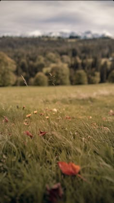 a field with grass, flowers and trees in the background