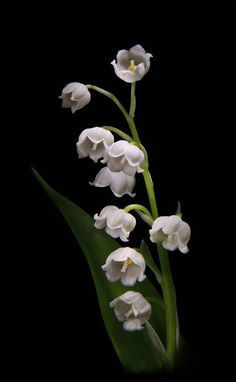 a bunch of white flowers with green stems