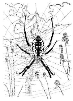 a black and white drawing of a spider on it's web with words all over it