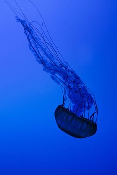 a jellyfish floating in the blue water