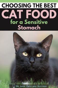 a black cat sitting in the grass with text reading choosing the best cat food for a sensitive stomach