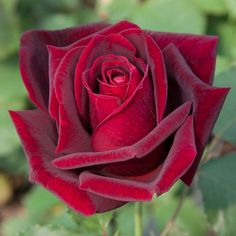 a red rose with green leaves in the background