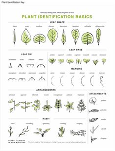 the plant identification basics for different types of plants and their leaves are shown in this diagram