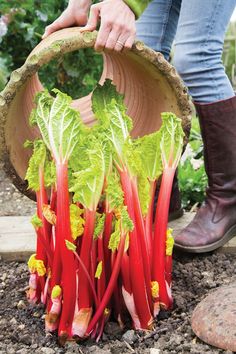 a person holding a wooden wheel filled with green leafy vegetables and red stems in the ground