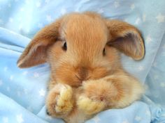 a small brown rabbit laying on top of a blue blanket