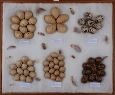 an assortment of birds eggs and quails on display