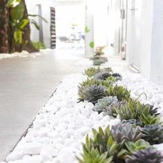 succulents line the side of a building on a sidewalk with white pebbles