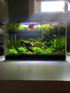 an aquarium with plants and rocks in it