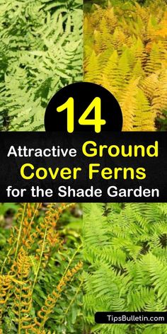 14 Attractive Ground Cover Ferns for the Shade Garden Covered Backyard, Inspiring Outdoor Spaces, Ferns Garden, Maidenhair Fern