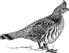 a black and white drawing of a bird standing on the ground, vintage line drawing or engraving