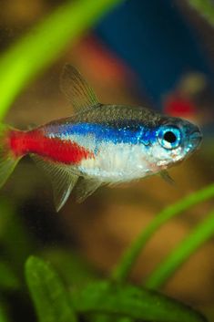 a fish with blue, red and white stripes swimming in an aquarium filled with green plants