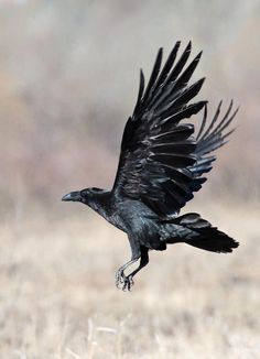 a large black bird flying through the air