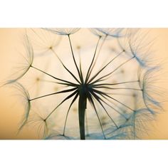 a dandelion with lots of seeds blowing in the wind