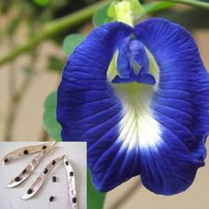 a blue flower with white and black stamens next to three pairs of scissors