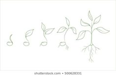 four stages of growth from seed to sprout in green ink on white paper