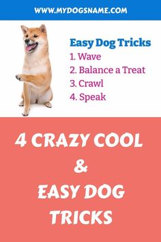 4 Crazy Cool and Easy Dog Tricks Dog Tricks Easy Step By Step, Tricks To Teach Dogs, Easy Dog Tricks To Teach, Easy Tricks To Teach Your Dog, Cool Dog Tricks, Dog Boarding Ideas, Shih Tzu Training, Dog Tricks Easy, Cool Tricks