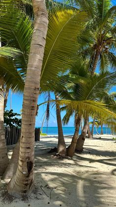 palm trees line the beach with blue water in the backgrouds and white sand