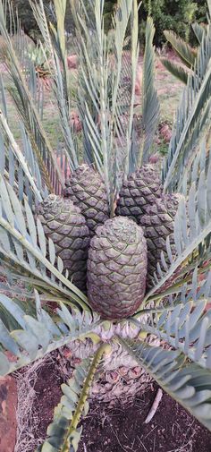 several pineapples are growing in the ground