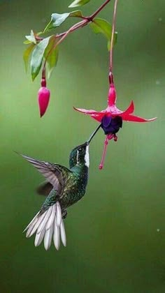 a hummingbird flying towards a pink flower