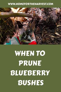 the words when to prune blueberry bushes are in front of a pile of gardening tools