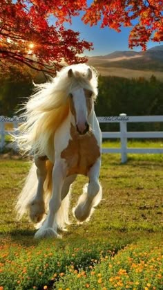 a white and brown horse is running in the grass with fall leaves on it's trees