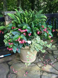 a potted plant sitting on top of a stone walkway