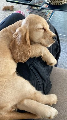 a brown dog laying on top of a person's lap in an office chair