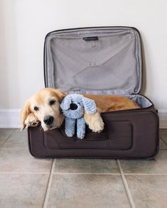 a dog laying in an open suitcase with a stuffed animal