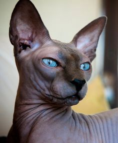 a hairless cat with blue eyes looking at the camera