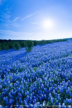 a field full of blue flowers with the sun shining in the sky over them and trees