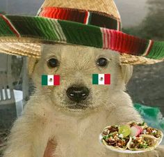 Jotchua alto mexicano Mexico Reaction Pic, Mexican Pride Aesthetic, Mexico Profile Picture, Mexican Reaction Pics, Pfp Mexican, Mexico Icon, Mexico Background, Mexican Animals