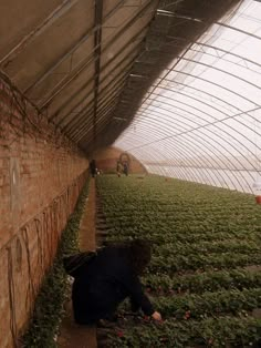 a person kneeling down in the middle of a greenhouse