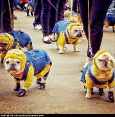 three pugs dressed in yellow and blue jackets are walking down the street with their owners