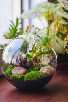 a glass bowl filled with plants and rocks