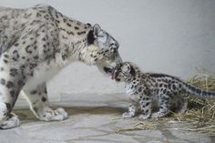 a mother snow leopard and her baby in an enclosure at the zoo, with hay on the ground