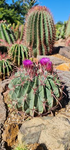 some very pretty purple flowers by some big cactus's in the dirt and rocks