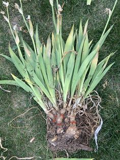 the plant is growing out of the ground in the grass with roots still attached to it