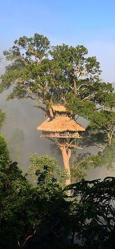 a tree house in the middle of trees with fog coming from behind it and mist rolling around